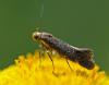 Apodia bifractella